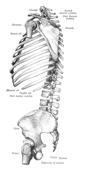 spine